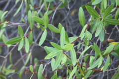 Colliguaja salicifolia