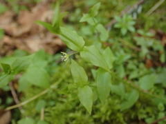 Stellaria crispa
