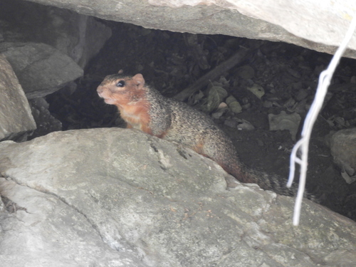 Ring-tailed Ground Squirrel