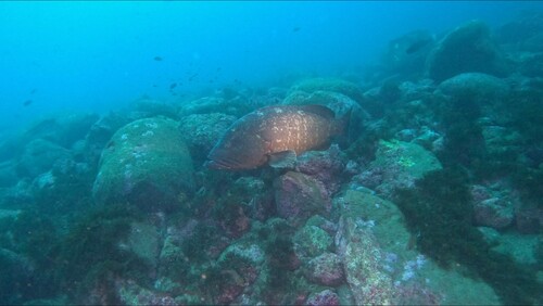 Photo of Dusky grouper (Epinephelus marginatus)