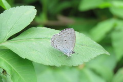 Celastrina lavendularis himilcon