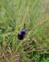 Platycorynus undatus