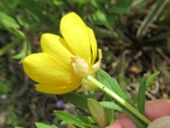 Ranunculus macranthus