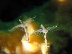 Tubulariidae
