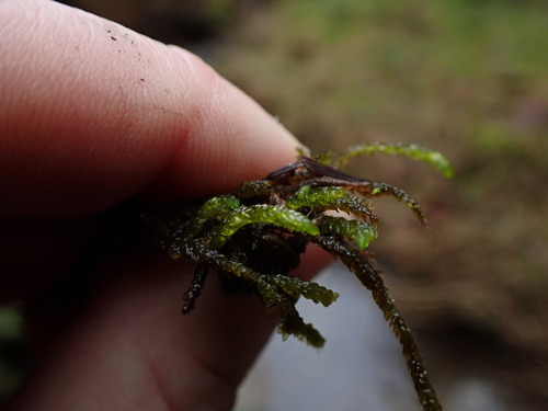 Image of Scleropodium obtusifolium by no rights reserved