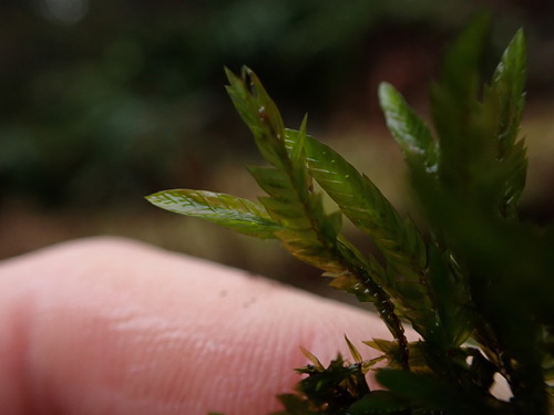 New Mexican fontinalis moss (Fontinalis neomexicana)