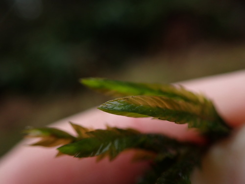Image of Fontinalis neomexicana by no rights reserved