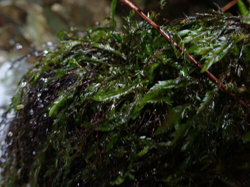 Image of Fontinalis neomexicana by no rights reserved