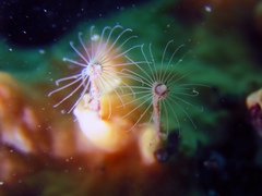 Tubulariidae
