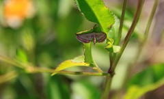 Leptostales laevitaria