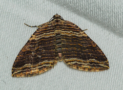 Anticlea multiferata