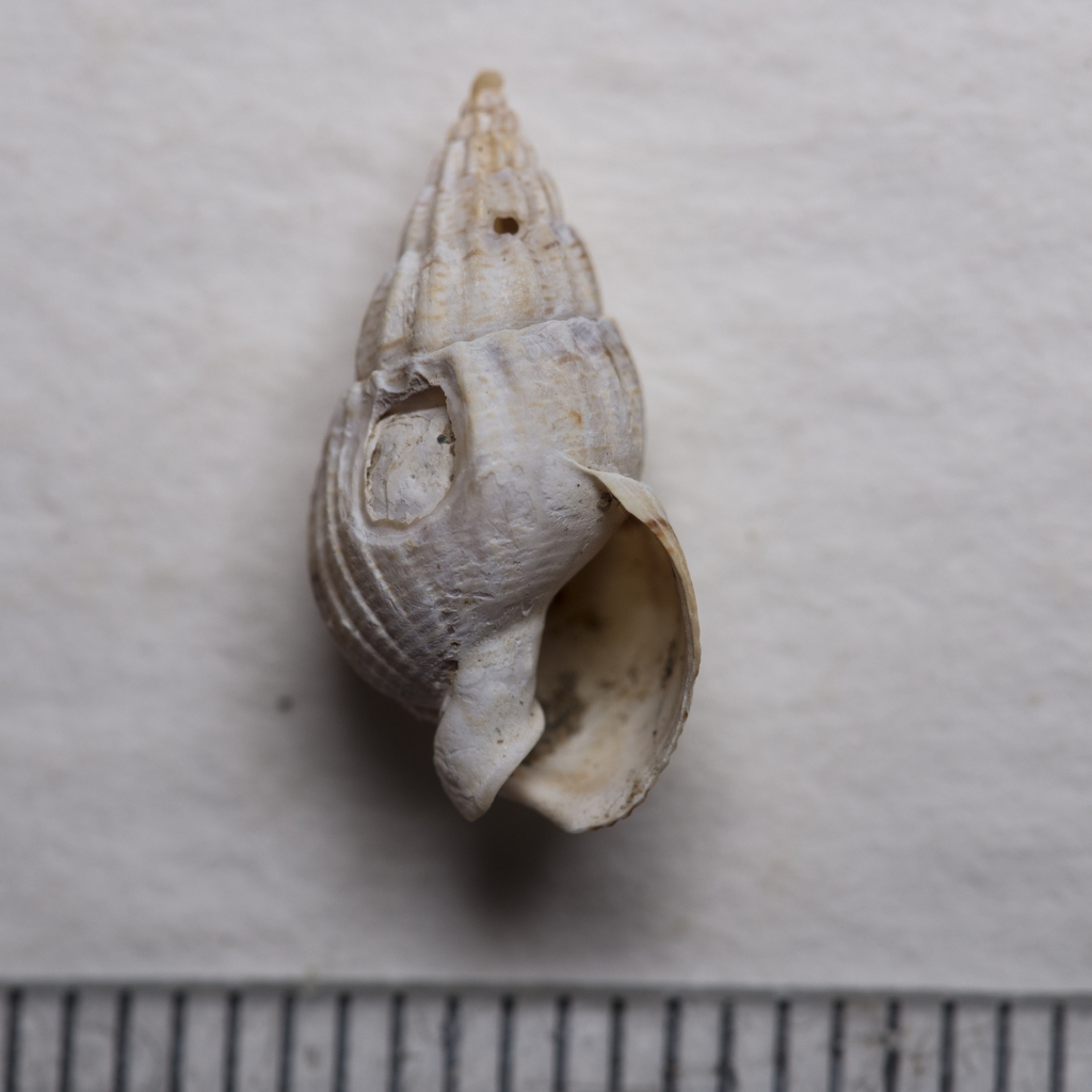 Tritia unifasciata
