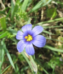 Sisyrinchium pruinosum