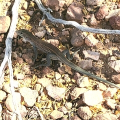 Aspidoscelis xanthonotus