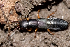 Dinothenarus badipes