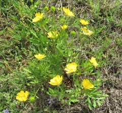 Ranunculus macranthus