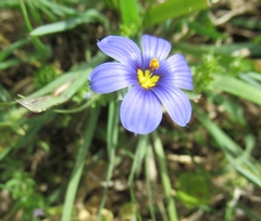 Sisyrinchium pruinosum