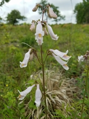 Penstemon laxiflorus
