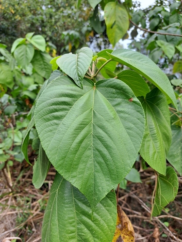 Acalypha angatensis (Acalypha angatensis)