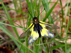 Libelloides coccajus