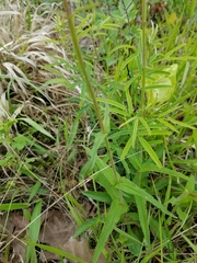Penstemon laxiflorus