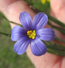 Sisyrinchium pruinosum
