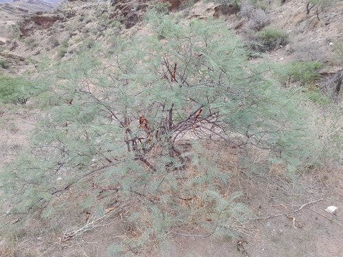 Image of Entada rangei by no rights reserved