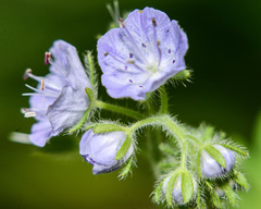 Phacelia hirsuta