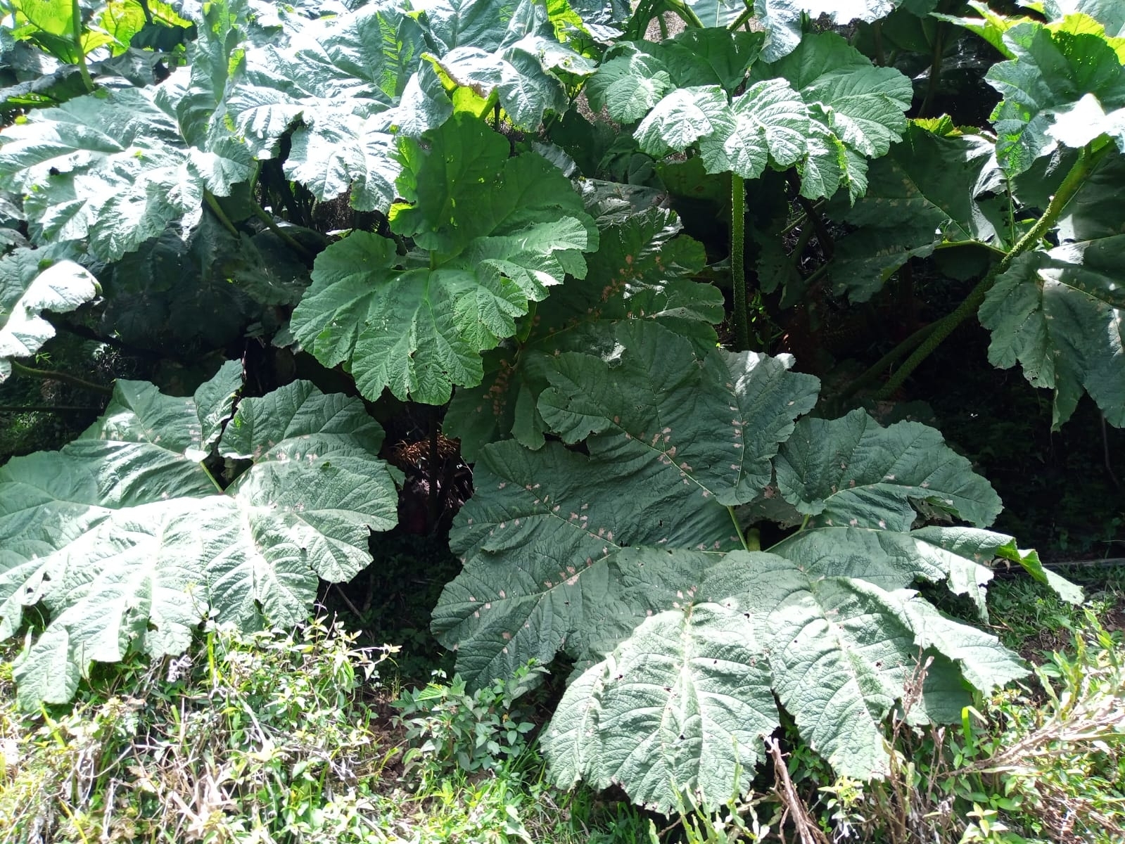 Gunnera manicata
