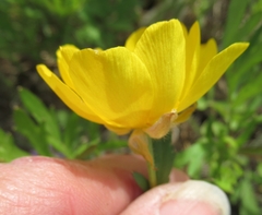 Ranunculus macranthus