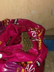 Rhinella horribilis