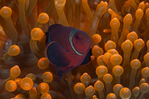 Spinecheek anemonefish (Premnas biaculeatus) — Pomacentridae — 3