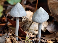 Entoloma canoconicum