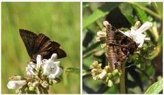 Euclidia ardita