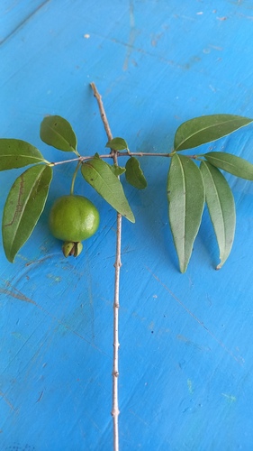 Psidium kennedyanum, 2024-02-24