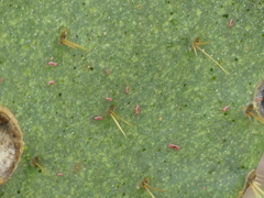 Hesperolabops gelastops