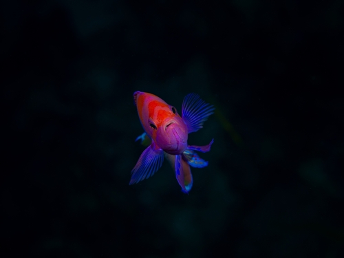 Blotched fairy basslet (Pseudanthias pleurotaenia) — Serranidae — 5