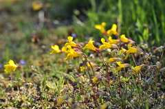Erythranthe microphylla