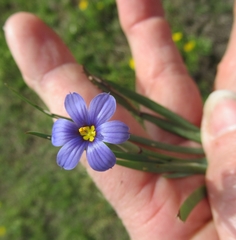 Sisyrinchium pruinosum