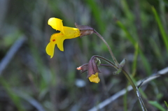Erythranthe microphylla