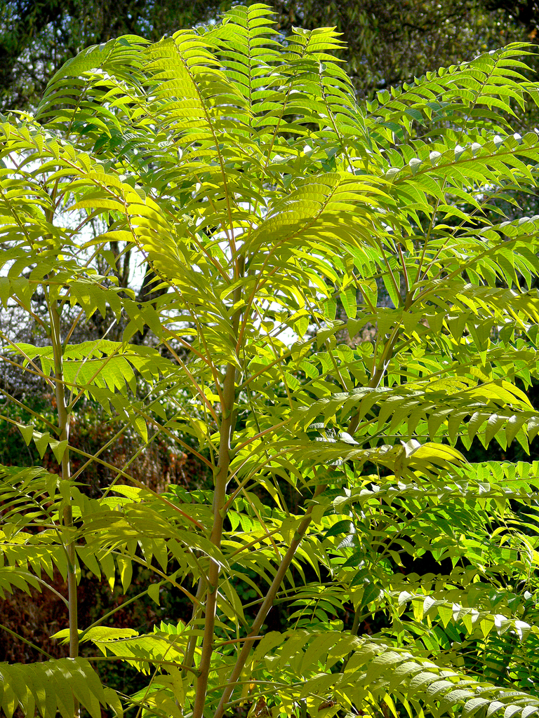 Tree Of Heaven Invasive Species Of Ohio INaturalist