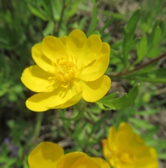 Ranunculus macranthus
