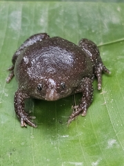 Rio Elongated Frog photo 5