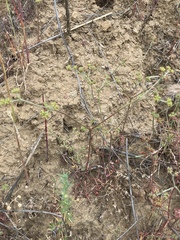 Chorizanthe staticoides