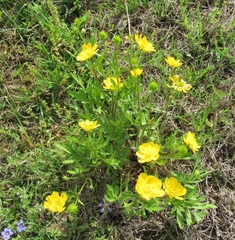 Ranunculus macranthus
