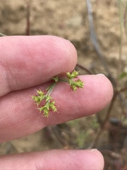 Chorizanthe staticoides