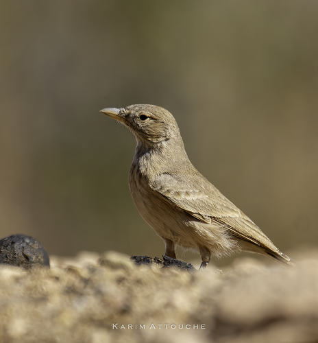 Desert Lark