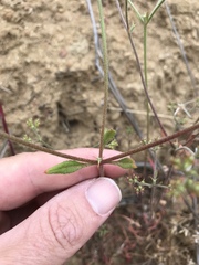 Chorizanthe staticoides