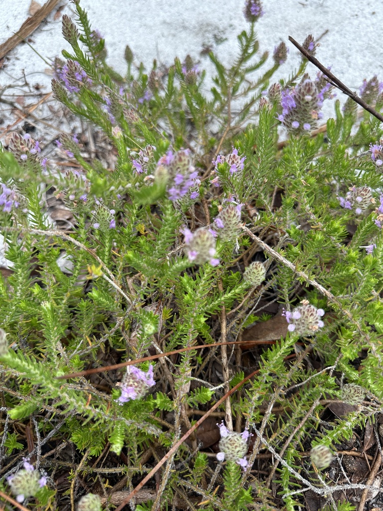 Florida pennyroyal from Singer Island, Juno Beach, FL, US on February
