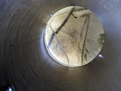 Ambystoma gracile